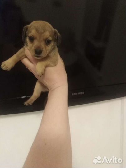 Чихуахуа, той терьер, карликовый пинчер. Доставка