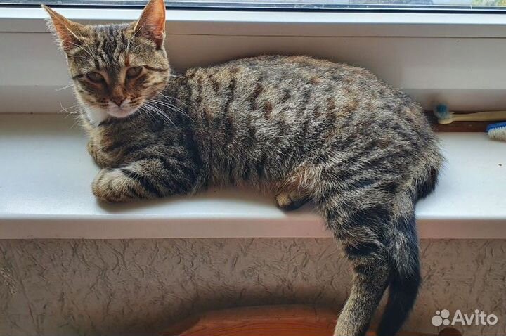 Кошечка Рыся