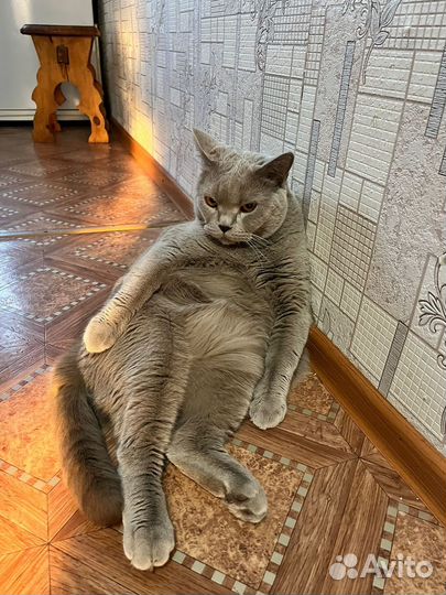 Шотландский кот