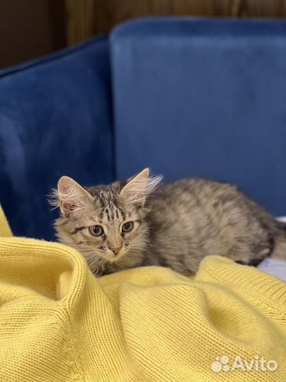 Котенок Зайка(девочка) ищет мамочку