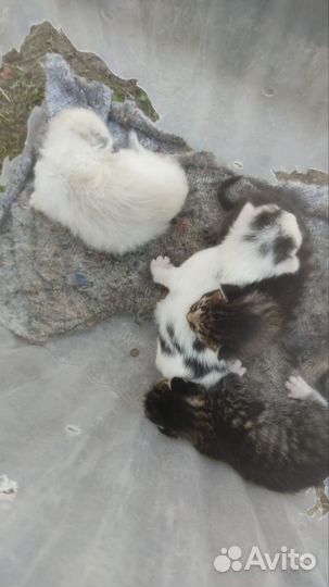Котята в добрые руки