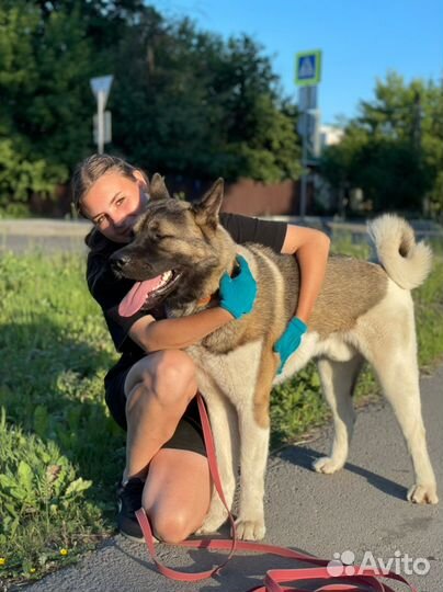 Кинолог & Дрессировка собак в Туле и области