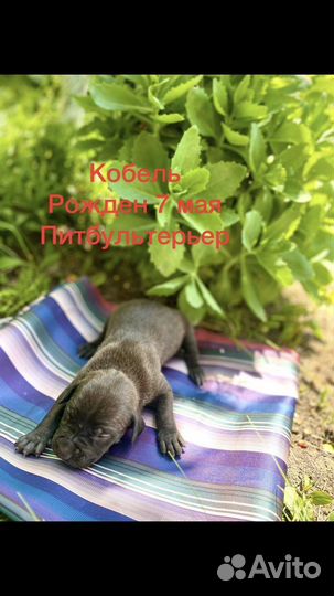 Щенки питбуля