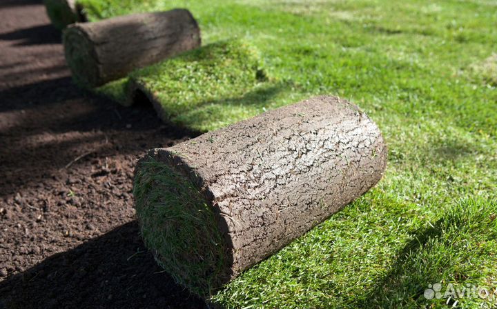 Рулонный газон от производителя