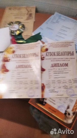 Континентальный той спаниель