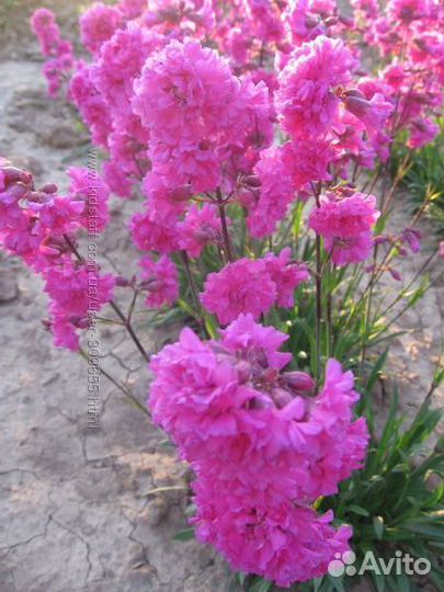 Лихнис смолка