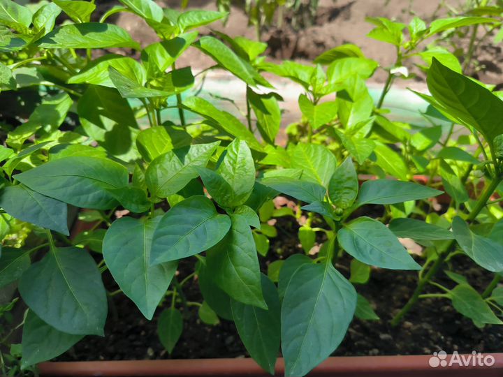 Рассада помидор, перцев, баклажаны