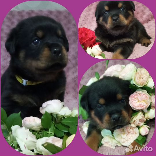 Щенки ротвейлера продажа