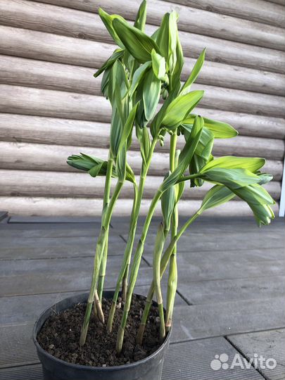 Купена, примула