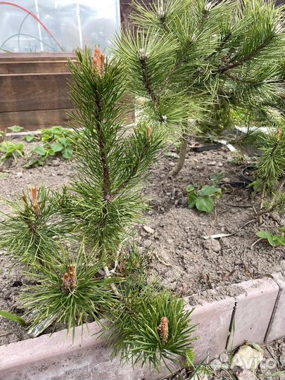 Сосна горная мугус пумилио