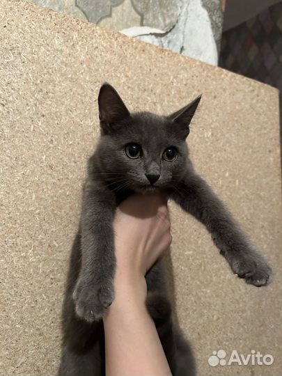 Котенок девочка в добрые руки
