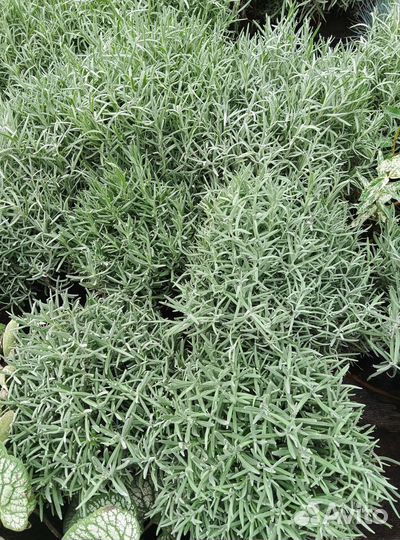 Лаванда, Розмарин, Тимьян