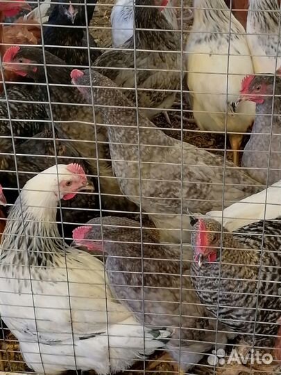 Молодые петухи