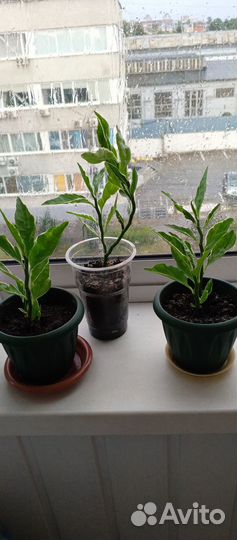 Березка(молочай)