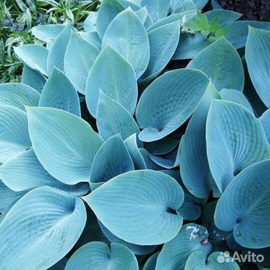 Хоста Халцион