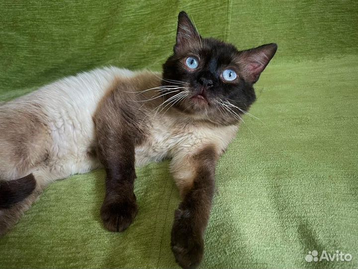 Огромный парень ищет семью