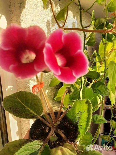 Глоксиния (клубни)