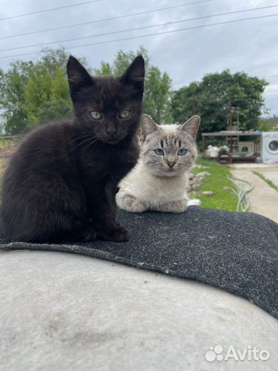 Кошка, котята, котенок в дар бесплатно