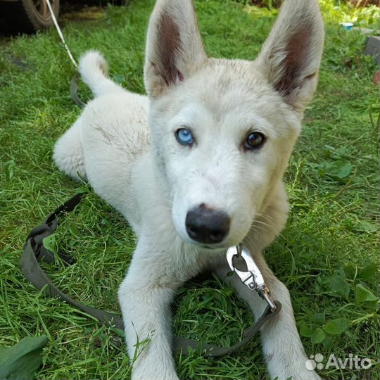 Сибирский хаски