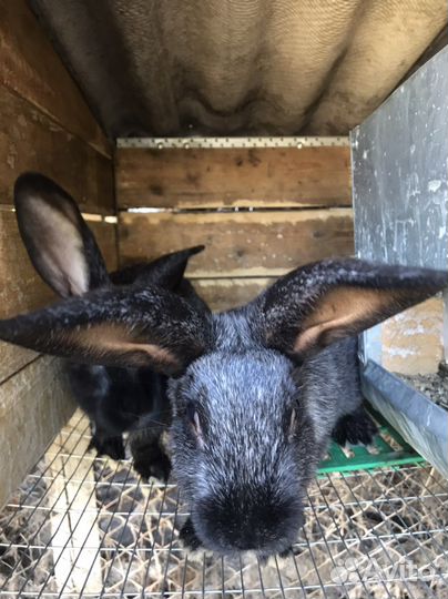 Полтавское серебро