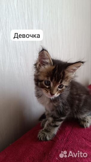 Котята мейн-кун