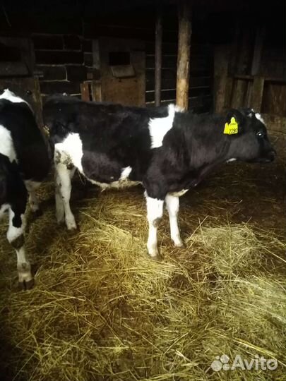 Бычки 4,5мес