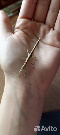 Палочник Lamponius guerini