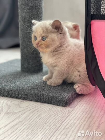 Продам британских котят