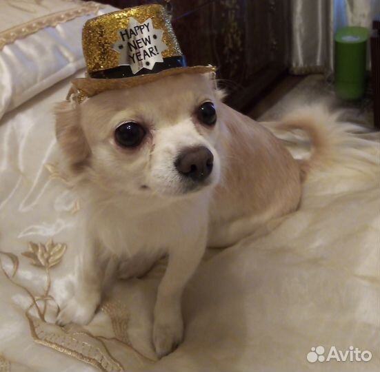 Вязка чихуахуа длинношерстный мальчик