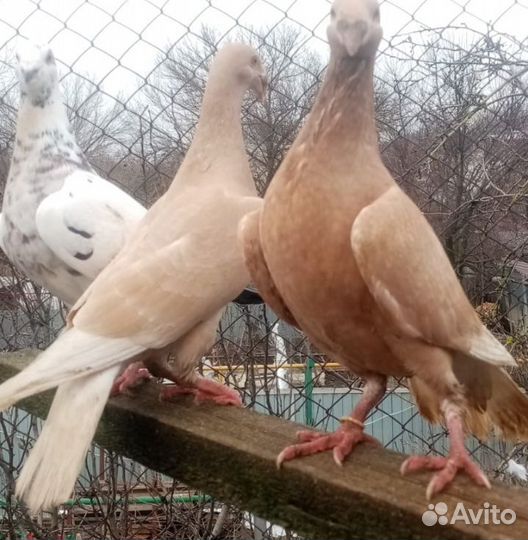 Голуби 3 вида