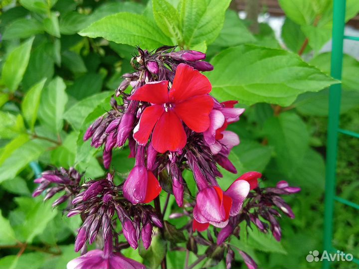 Флоксы сортовые