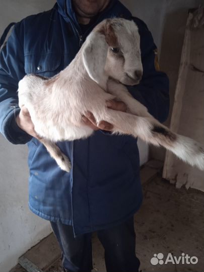 Нубийские козлята