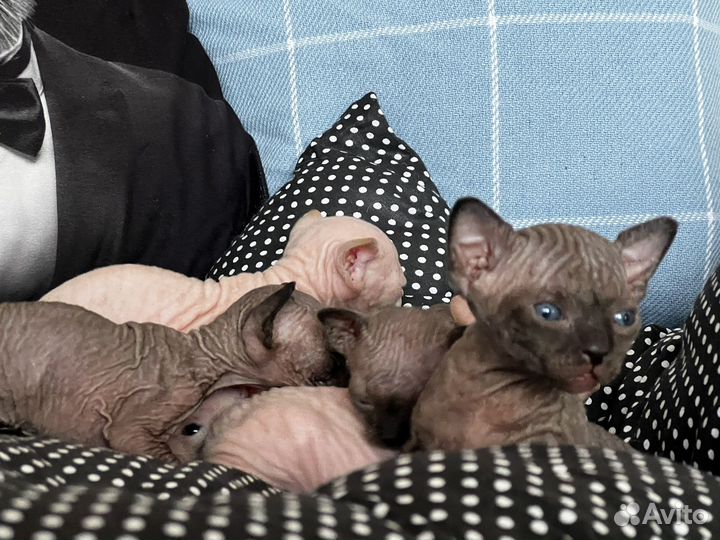 Канадский сфинкс котята