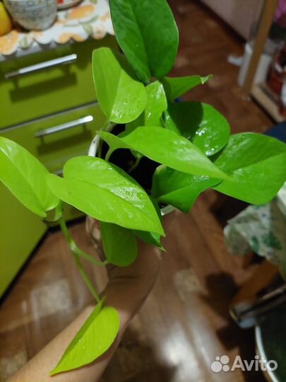 Сциндапсус эпипремнум