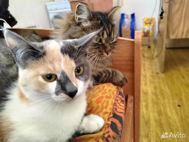 Кошка подросток