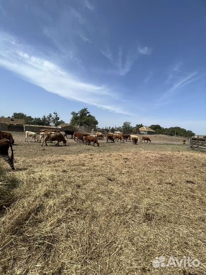 Продаша скота