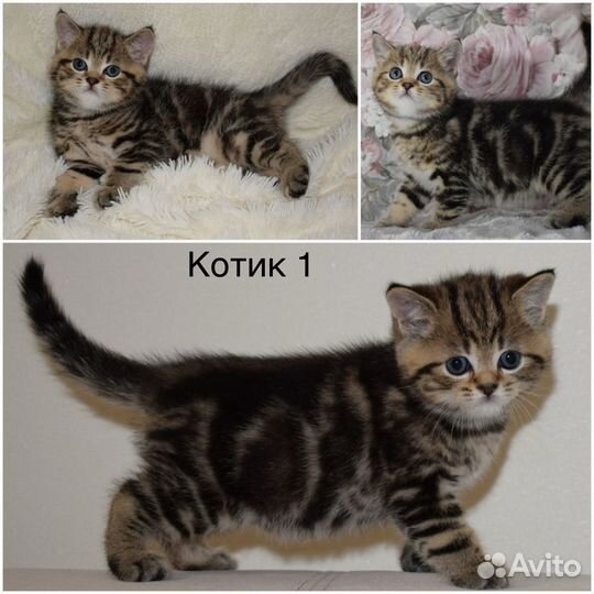 Шотландские котята