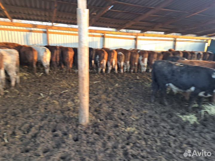 Бычки и быки