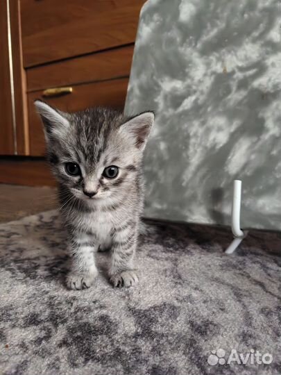 Кошка в дар бесплатно