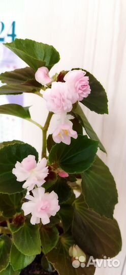 Бегония вечноцветущая махровая