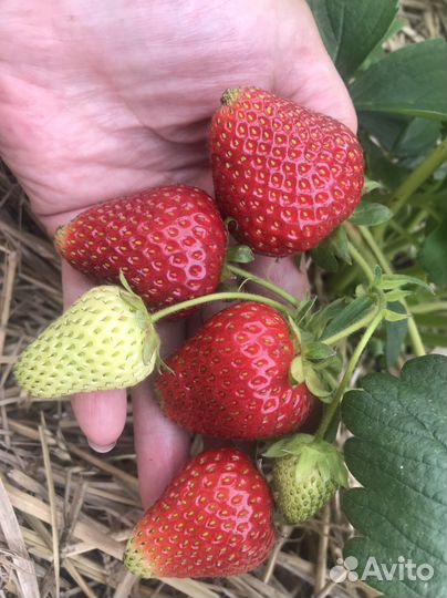 Клубника сортовая итальянской селекции свежая