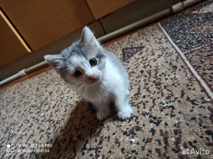 Кошки в добрые руки