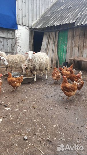 Овцы бараны ягнята помесь дорпера
