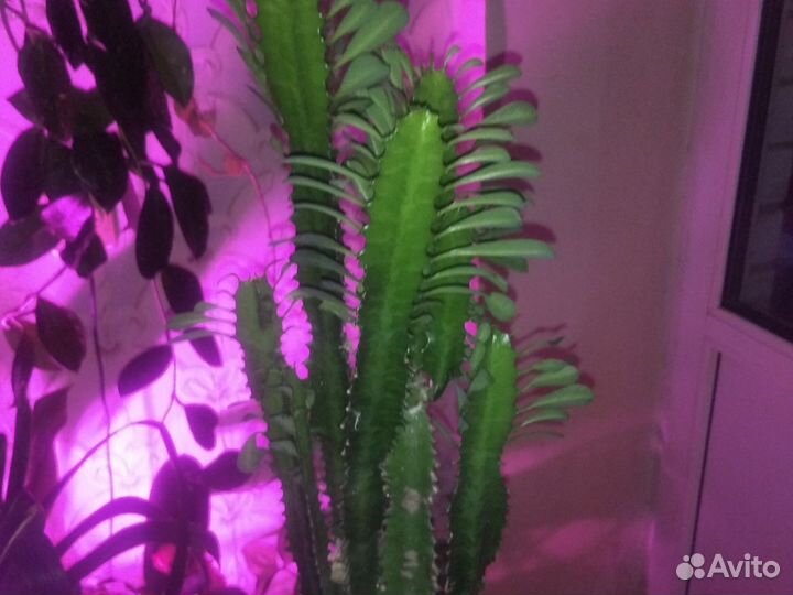 Традисканция тайская, каланхоэ цветущий