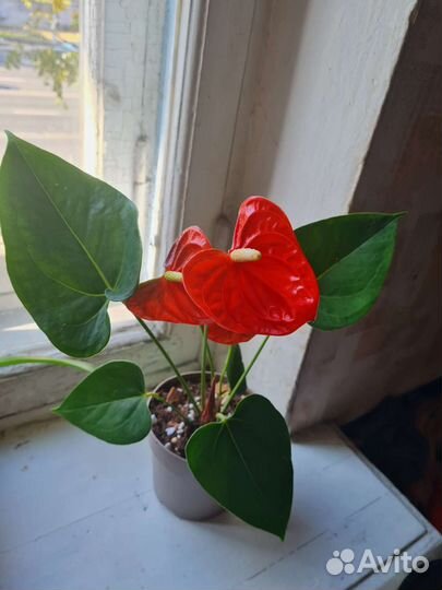 Антуриум беби оранж