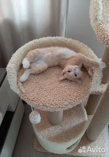 Персик ищет дом