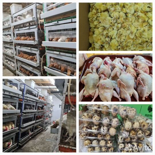 Яйца перепелиные