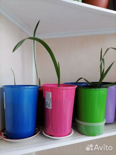 Финиковая пальма в горшке