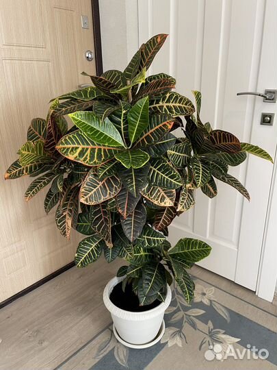 Кодеиум кротон