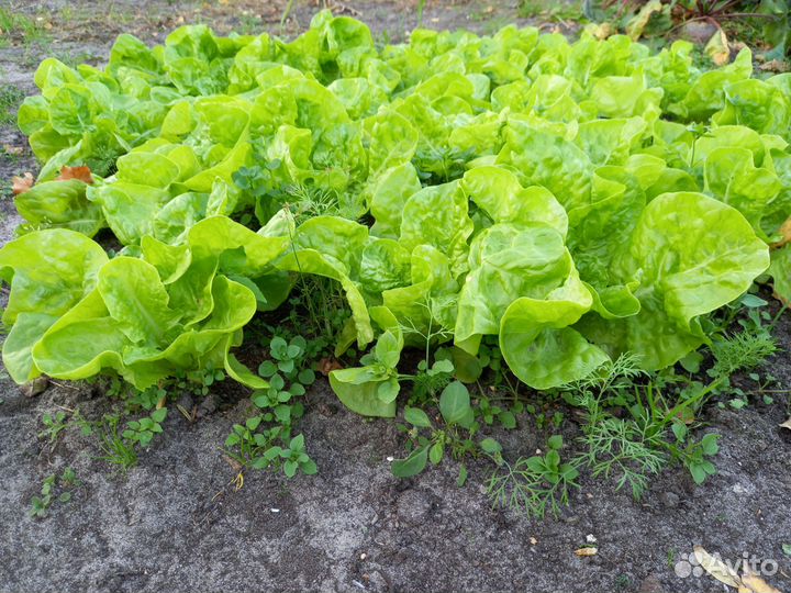 Салат листовой и чеснок